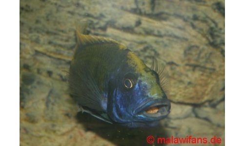 Nimbochromis venustus